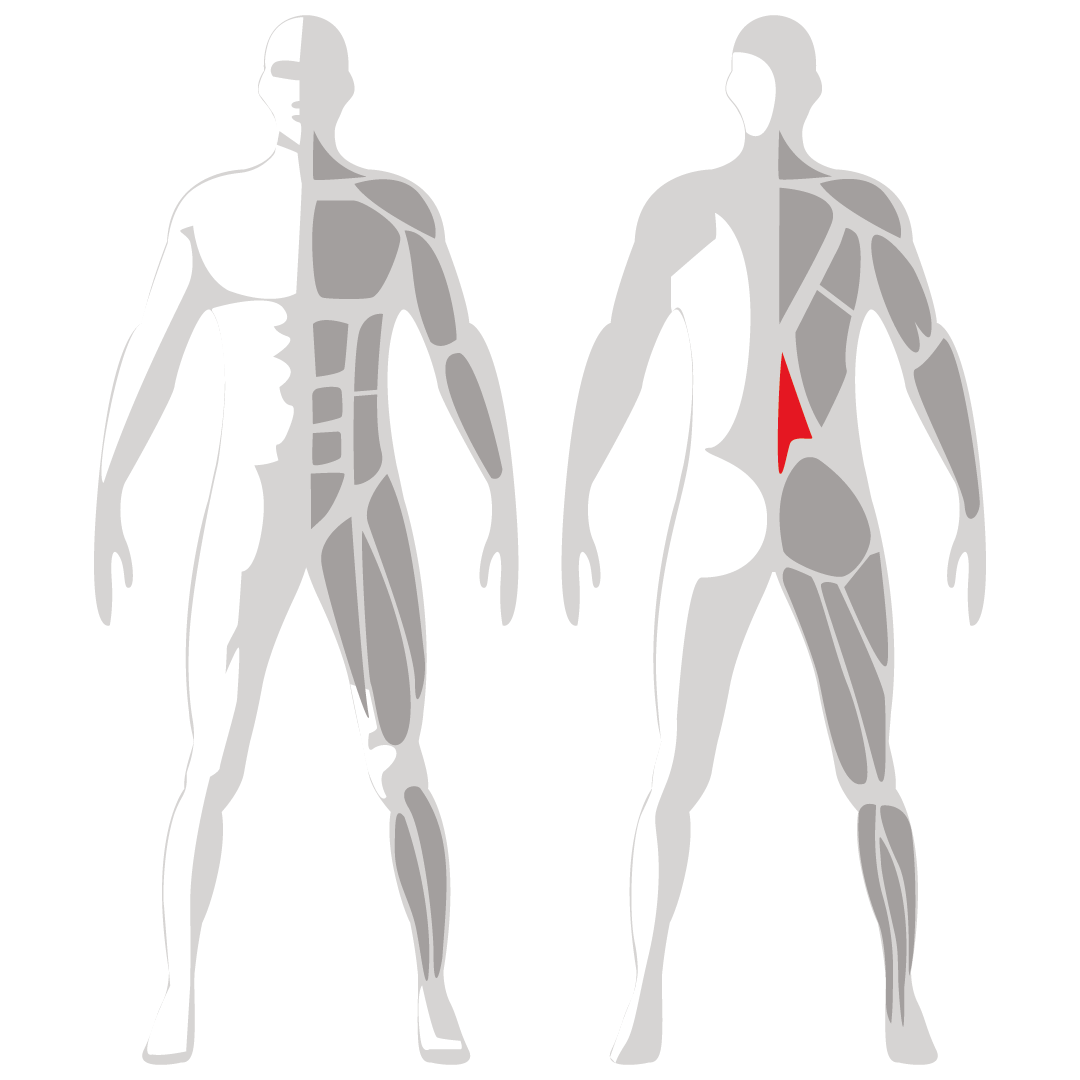 TECA Lower Back Rom | Gym Equipment