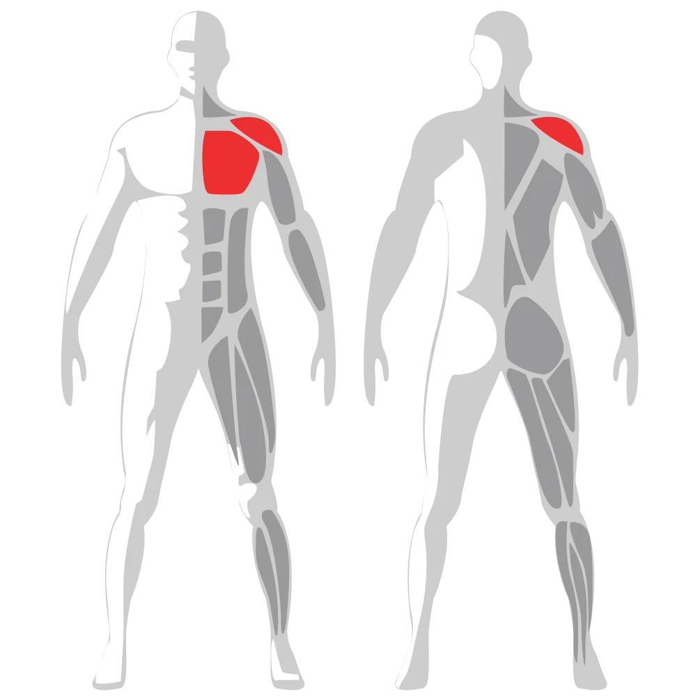muscoli coincolti sp580